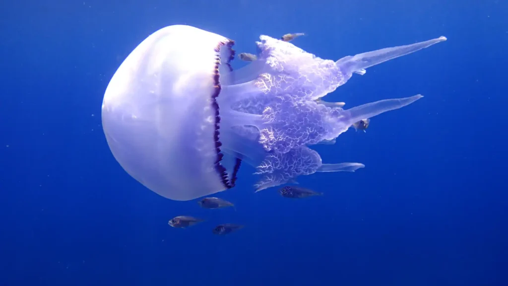 Barrel Jellyfish