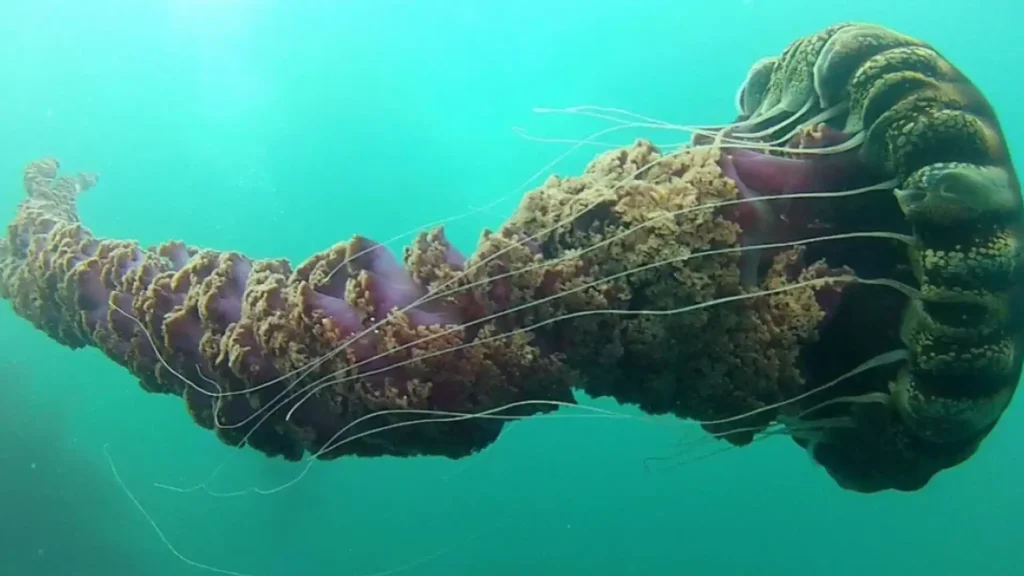 Black Sea Nettle