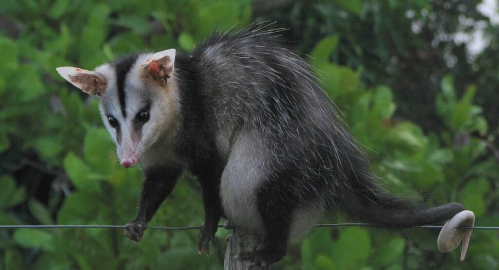 Can A Opossums Jump