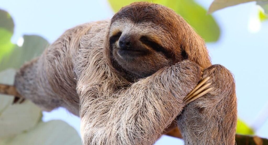 Can Sloths Jump