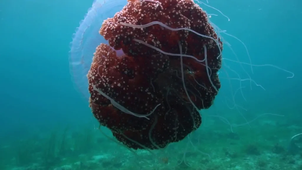 Cauliflower Jellyfish
