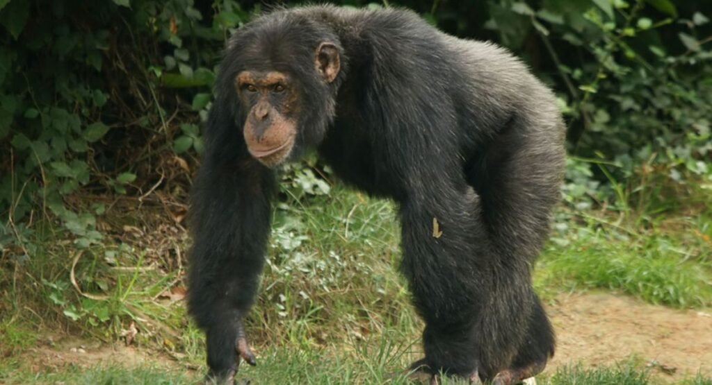 Chimpanzees most anxious animals