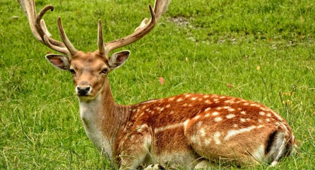 Deer most anxious animals