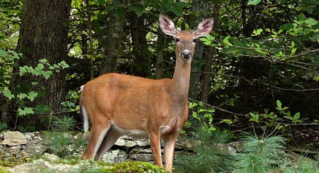 Do Deer Eat Geraniums