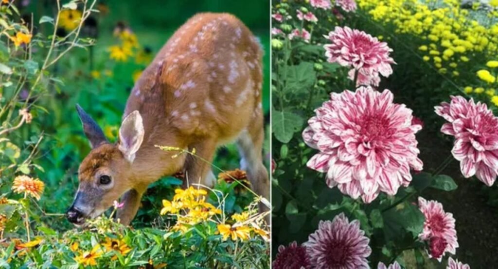 Do Deer Eat Mums