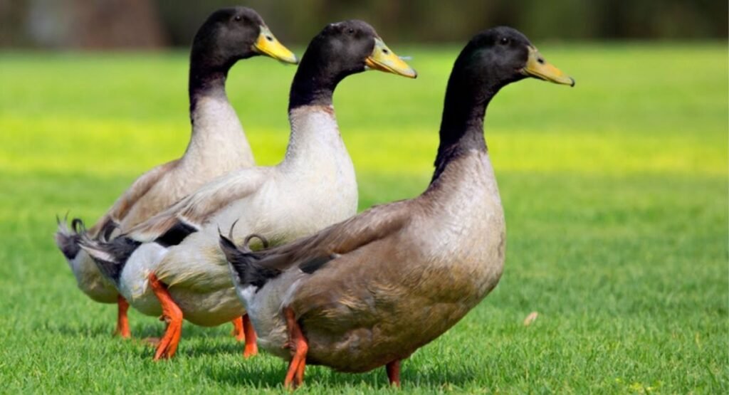 Ducks most anxious animals