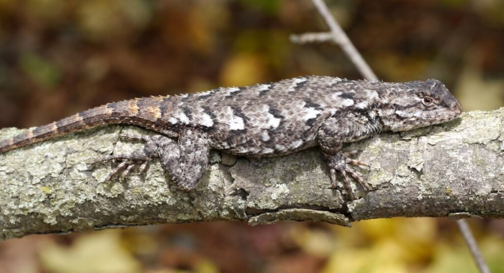 Eastern Fence Lizard