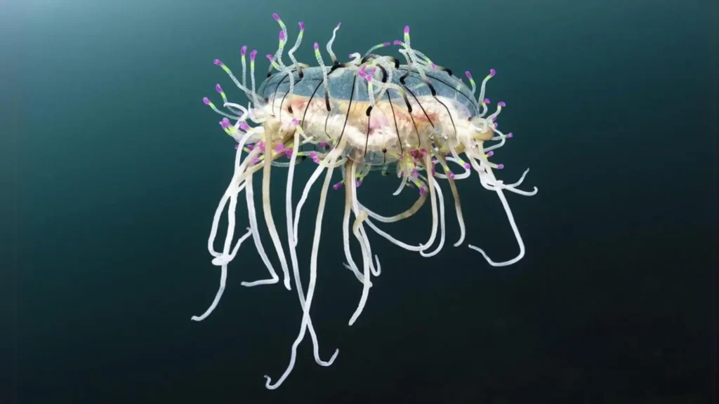 Flower Hat Jelly