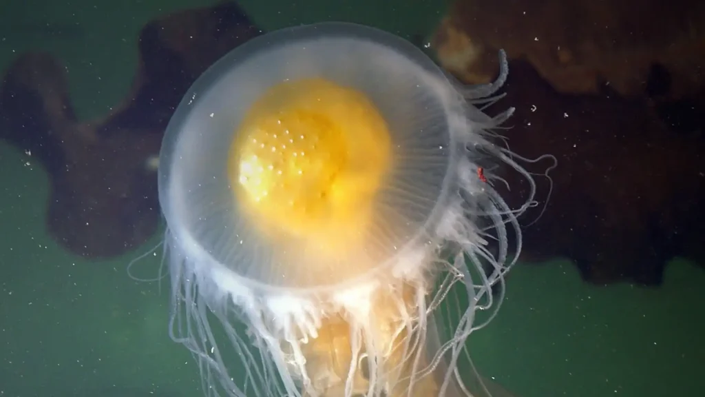 Fried Egg Jellyfish
