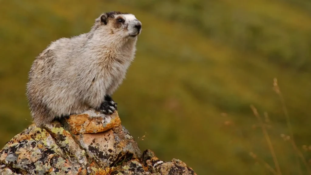 Hoary Marmot