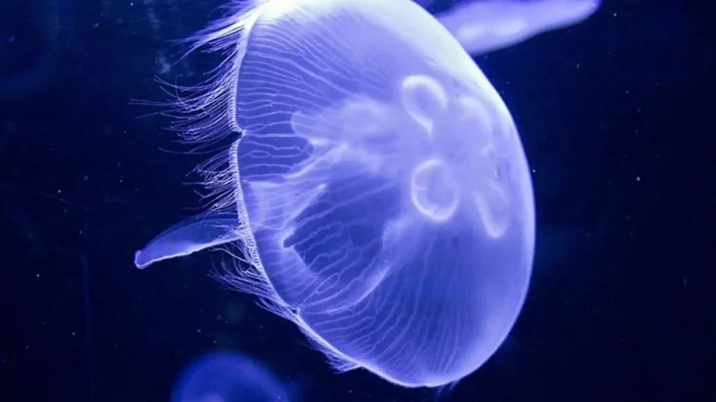 Moon Jellyfish