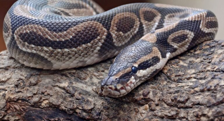 Most Patient Animals