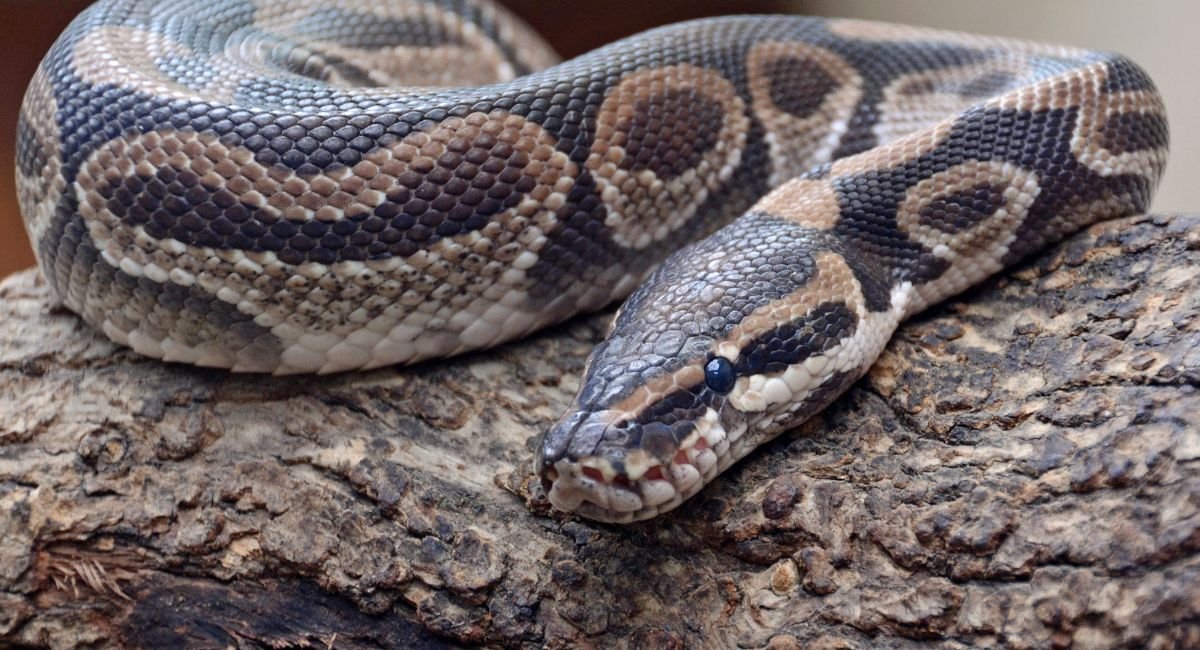 Most Patient Animals