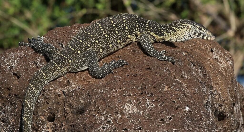 Nile Monitor
