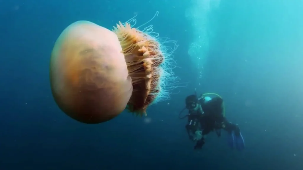 Nomura’s Jellyfish