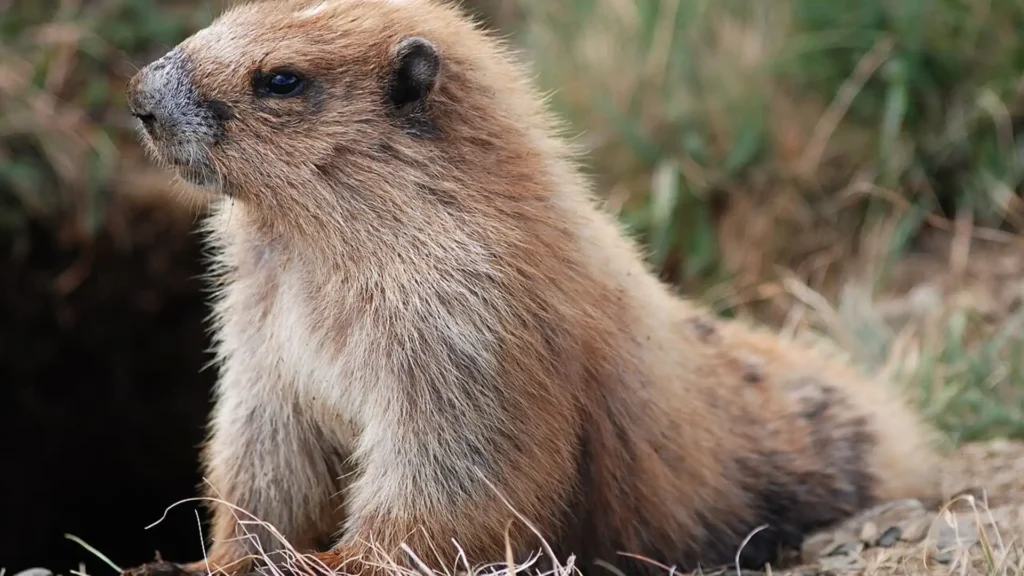 Olympic Marmot