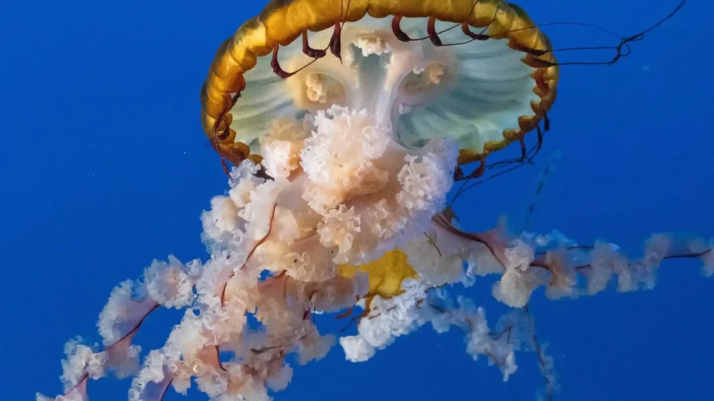 Pacific Sea Nettle
