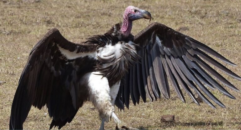 Scavenger animals in the world