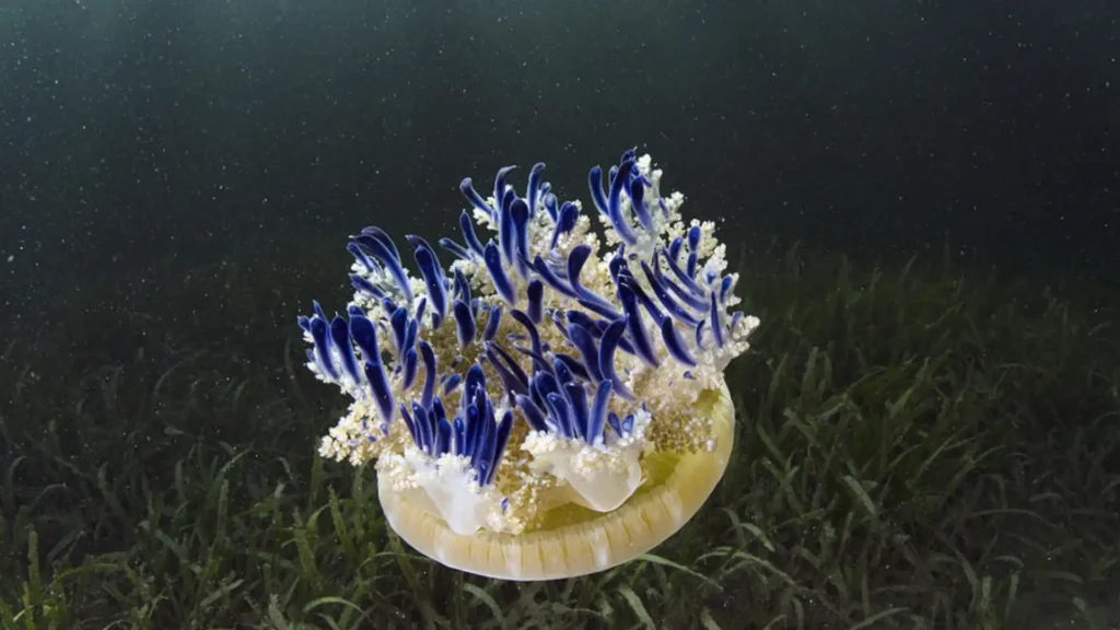 Upside-Down Jellyfish
