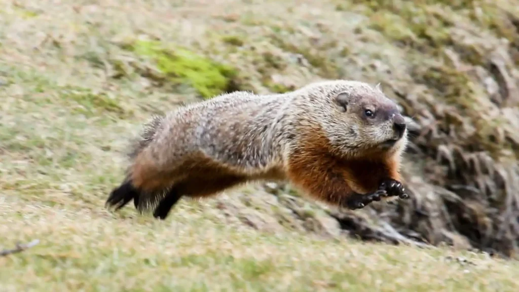 Woodchuck (Also Called Groundhog)