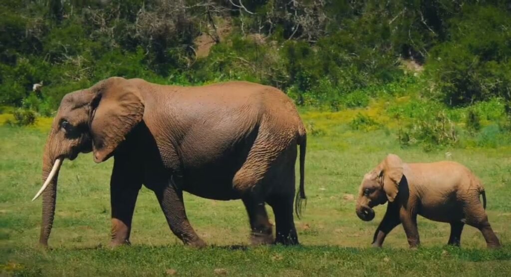 african elephant habitat