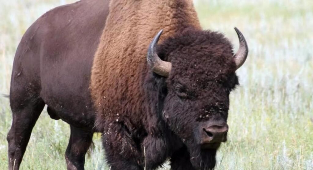 american bison