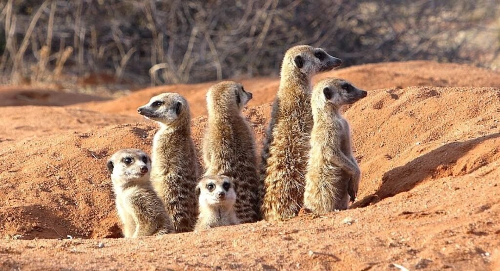 animals with anxiety