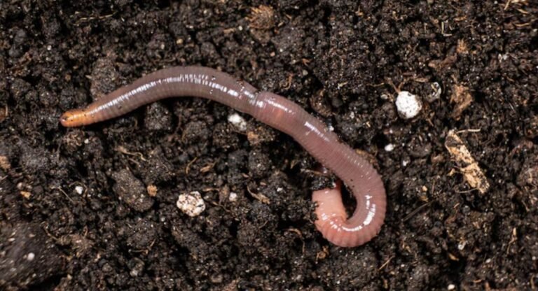 animals without legs