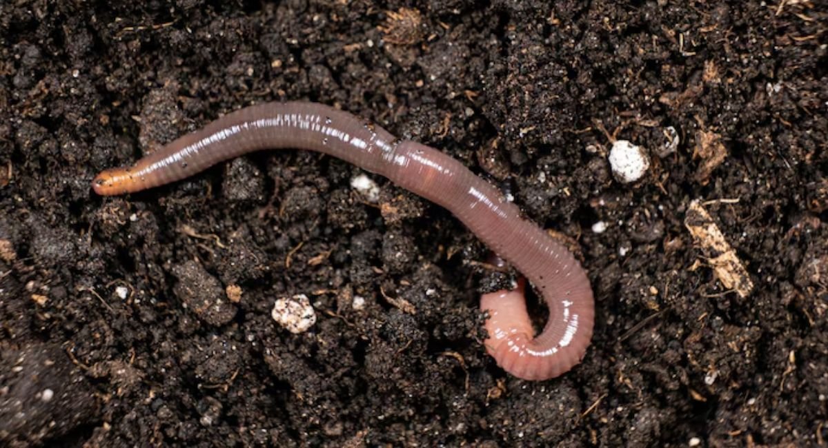 animals without legs