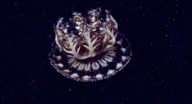 biggest jellyfish in the world