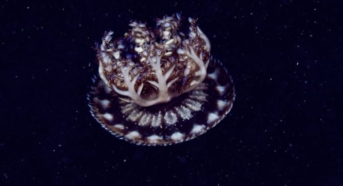 biggest jellyfish in the world