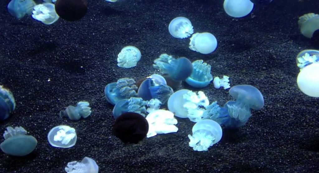 blue blubber jellyfish