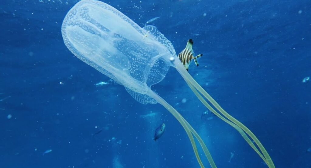 box jellyfish sting