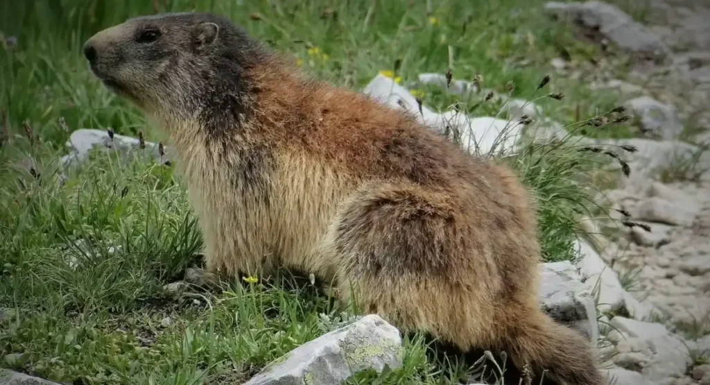 can Alpine Marmot whistle