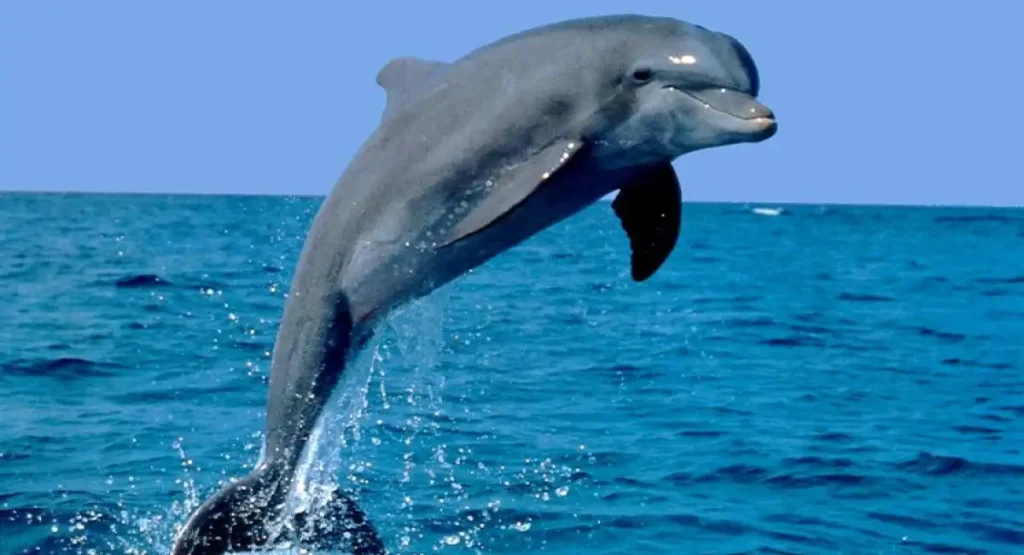 can Bottlenose Dolphins whistle