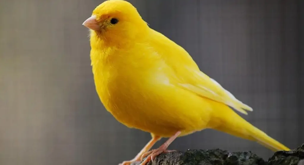 can Canary whistle