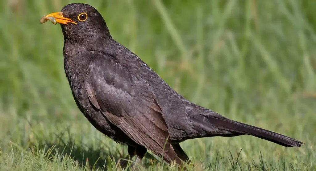 can Common Blackbird whistle