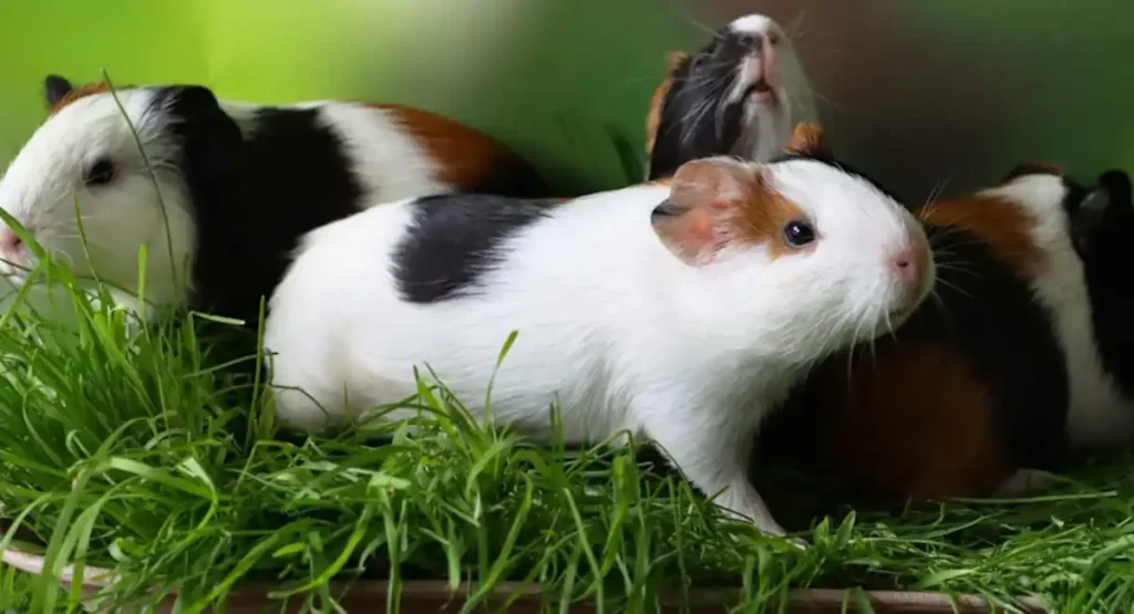 can Guinea Pigs whistle