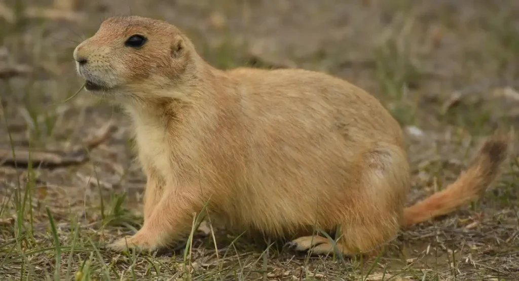 can Prairie Dog whistle