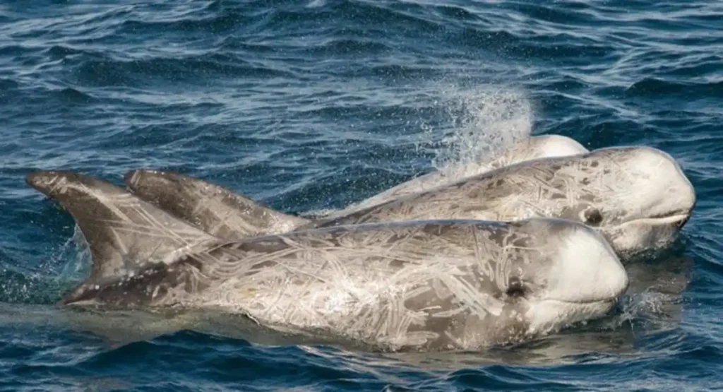 can Risso Dolphins whistle