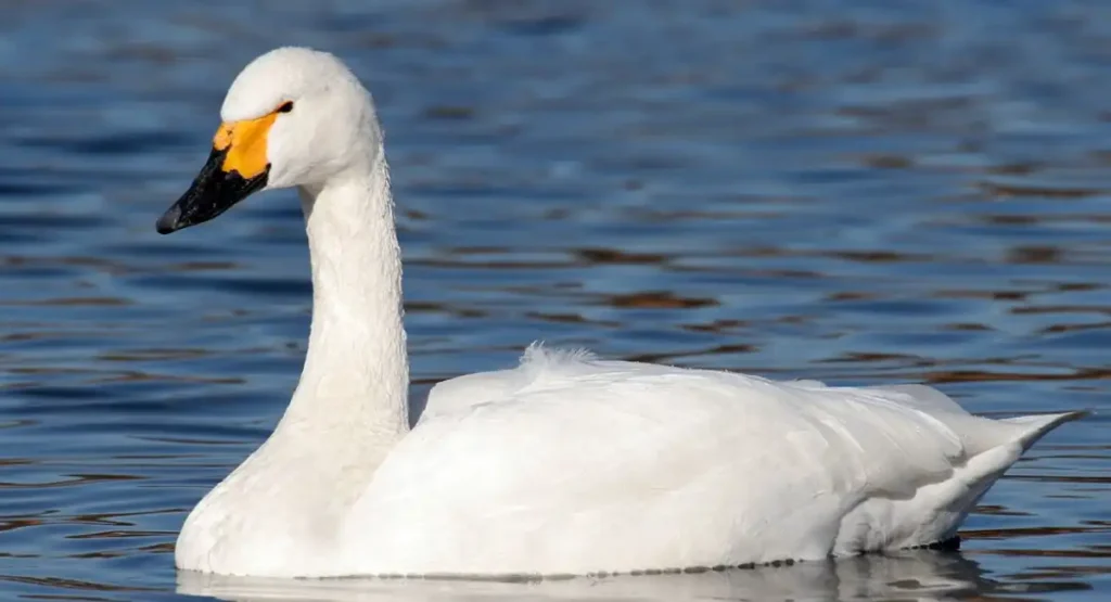 can Tundra Swan whistle