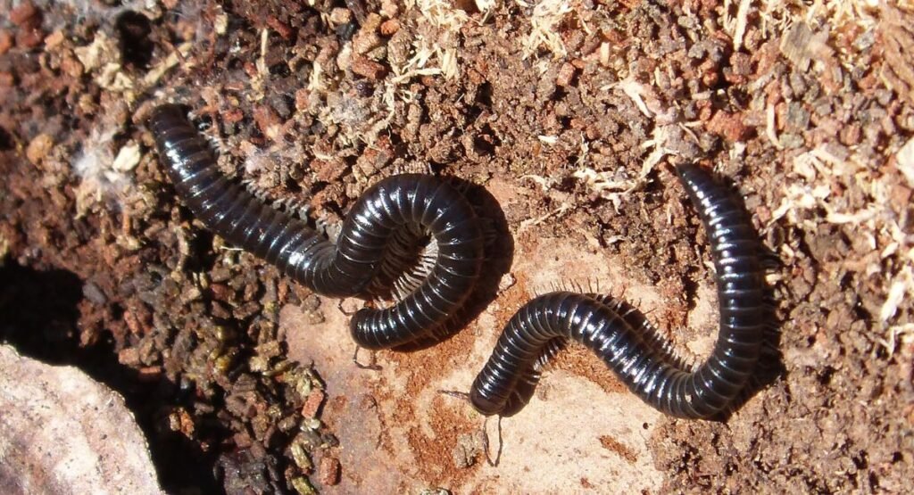 common scavenger animals