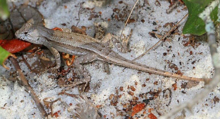 different types of lizards in Florida