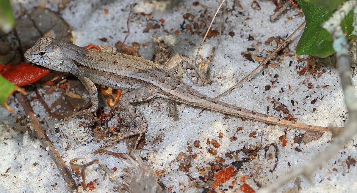different types of lizards in Florida