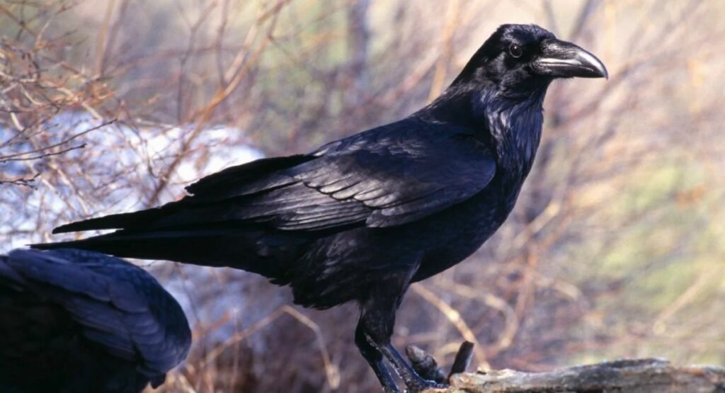 examples of scavengers