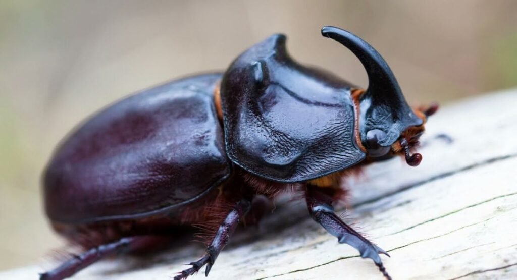 famous scavenger animals