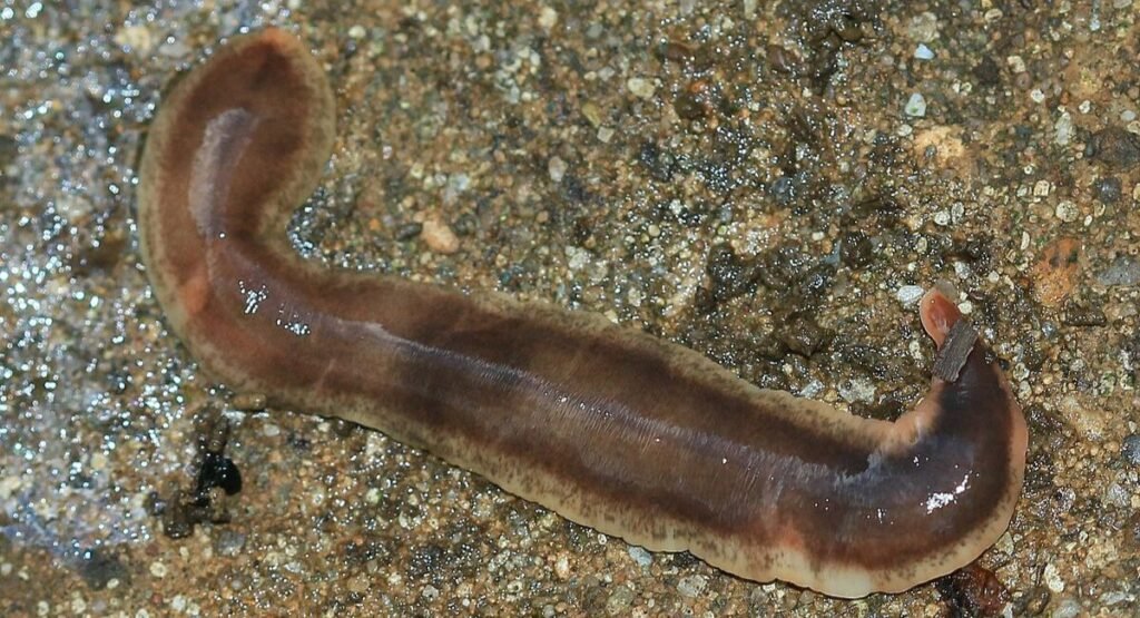 legless animals list