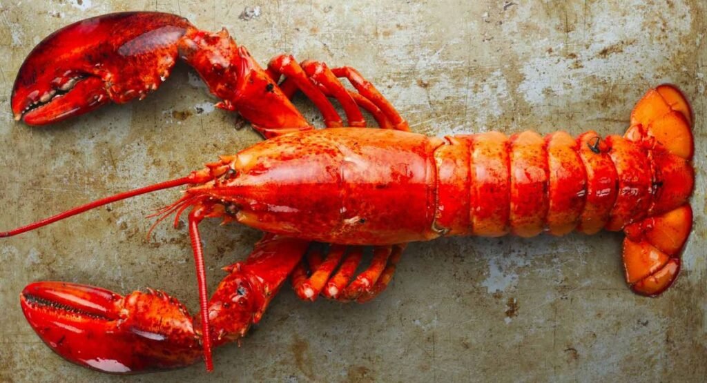 list of scavenger animals