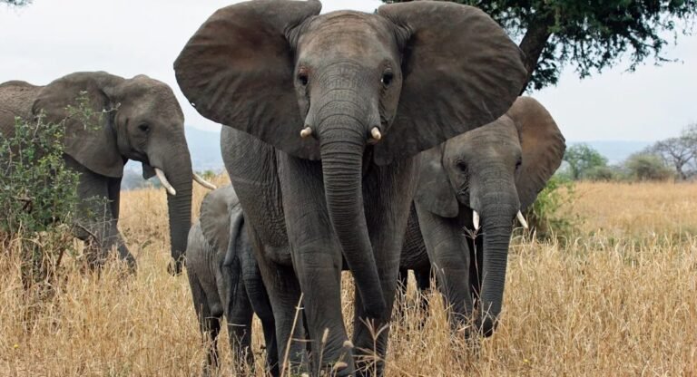 mammals that cannot jump