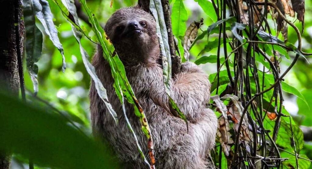 maned animal crossword